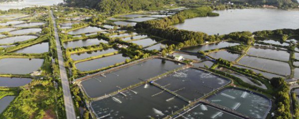 对虾养殖新手该注意什么