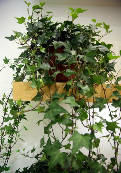 有利风水的爬藤植物