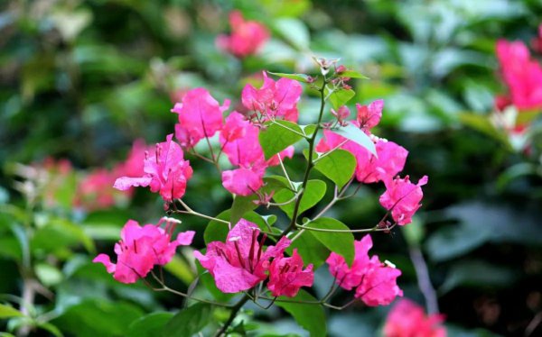 有利风水的爬藤植物