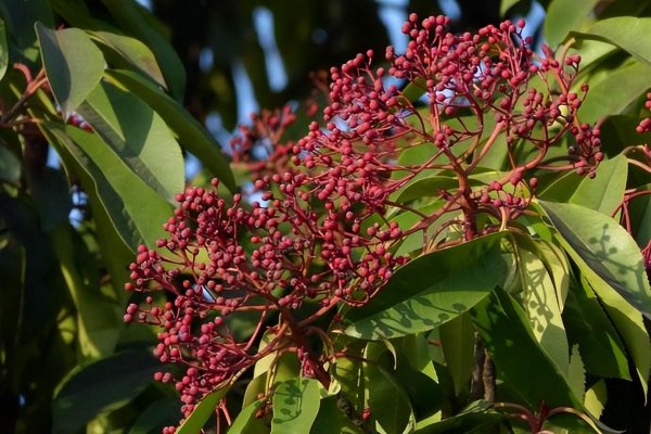 石楠花是什么味道
