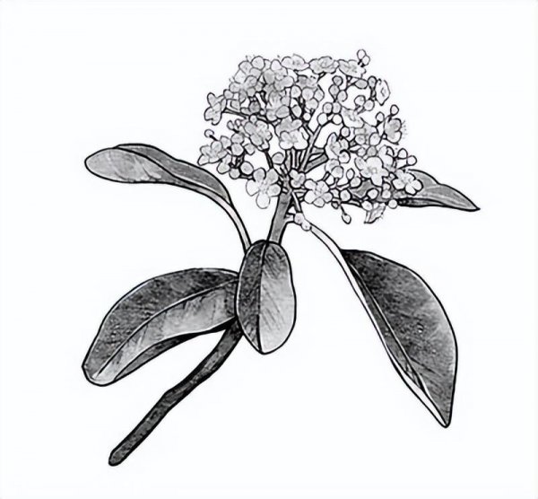 石楠花是什么味道