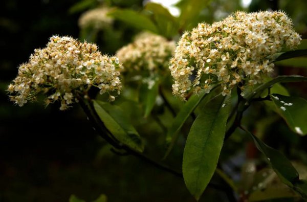 石楠花是什么味道