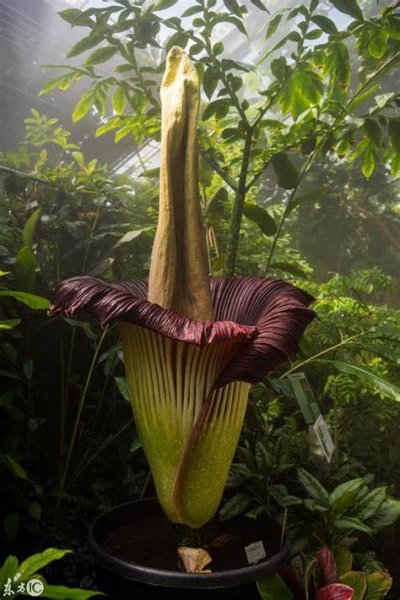 石楠花是什么味道