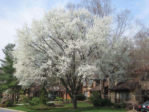 石楠花是什么味道