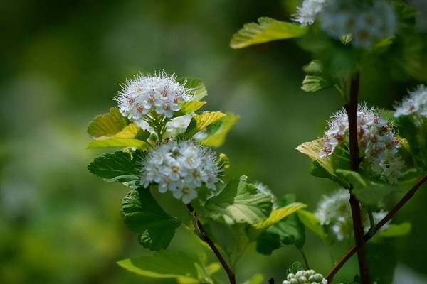 石楠花是什么味道