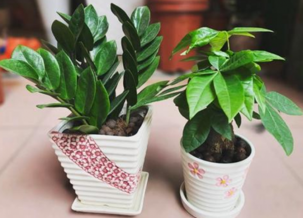 电脑旁放什么植物防辐射最好