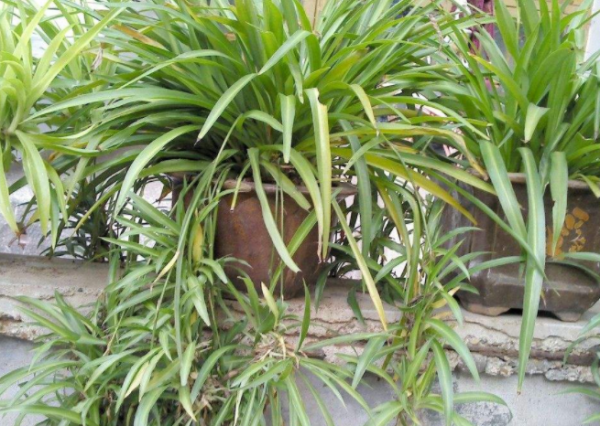 电脑旁放什么植物防辐射最好