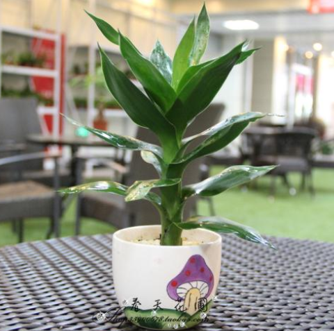 电脑旁放什么植物防辐射最好