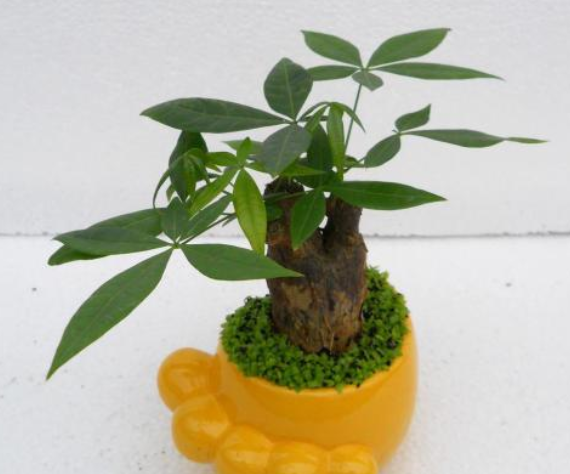 电脑旁放什么植物防辐射最好