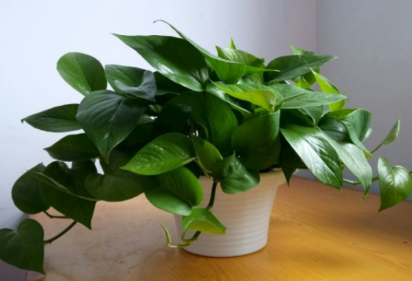 电脑旁放什么植物防辐射最好