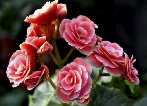 海棠花多久浇一次水比较好