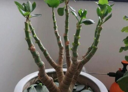 鸭掌木的繁殖方法及季节