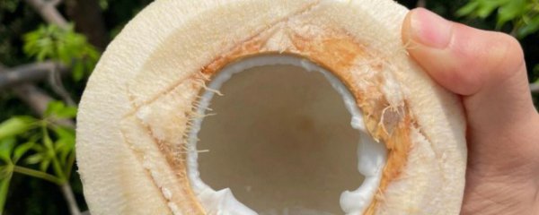 减肥可以喝椰青吗