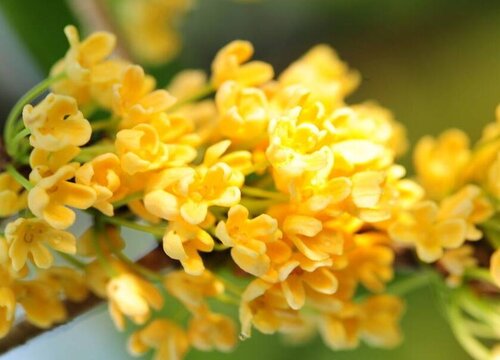 桂花什么季节开花