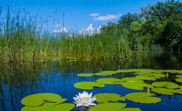 周邦彦最有名的诗词