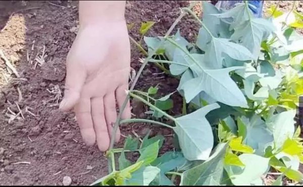 红薯什么时候控旺效果好