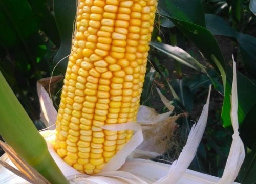 nk718玉米新品种介绍