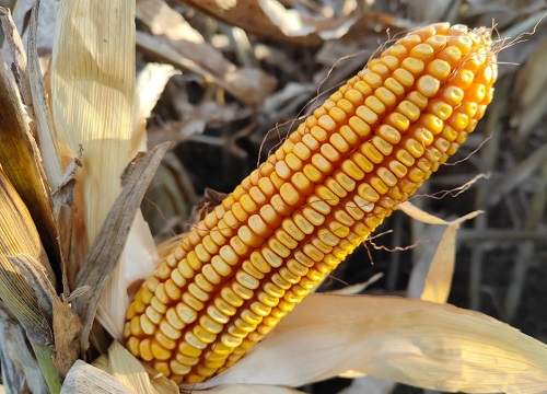 nk718玉米新品种介绍