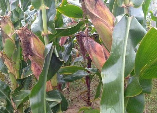 nk718玉米新品种介绍