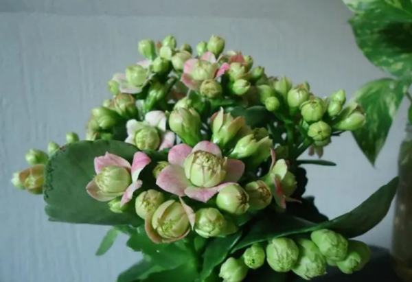 磷酸二氢钾可以灌根吗