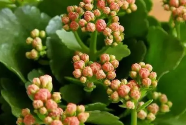 磷酸二氢钾可以灌根吗