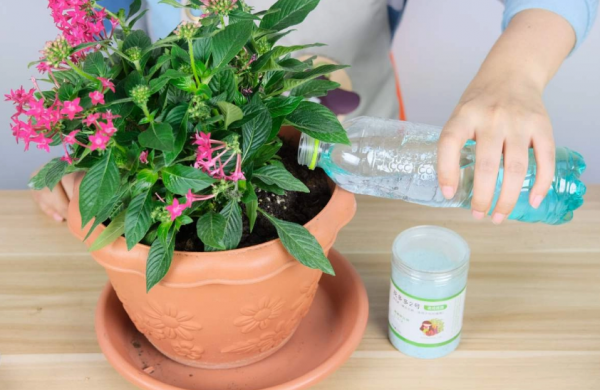 磷酸二氢钾可以灌根吗