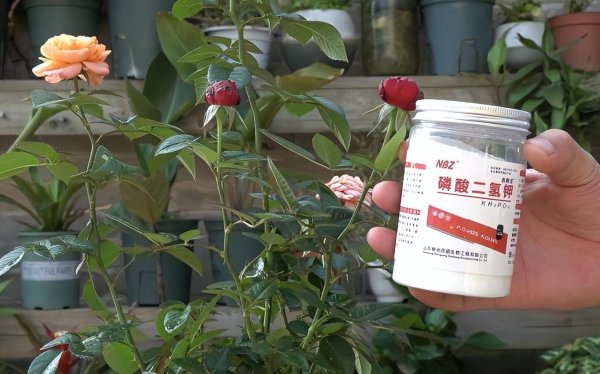 磷酸二氢钾可以灌根吗