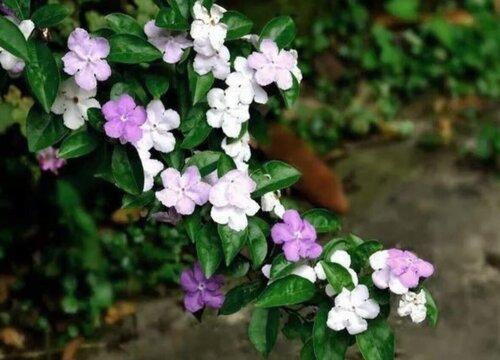 鸳鸯茉莉的养殖方法和注意事项有哪些