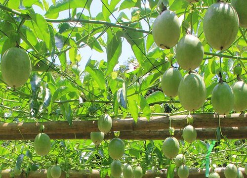 百香果冬天要把枝全部剪掉吗