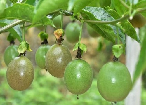 百香果冬天要把枝全部剪掉吗