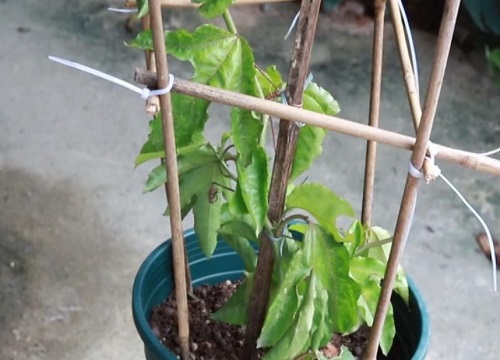 百香果冬天要把枝全部剪掉吗