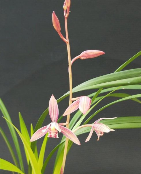 花生壳怎么发酵做营养土用来种花