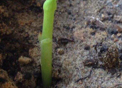 银杏果怎么发芽快