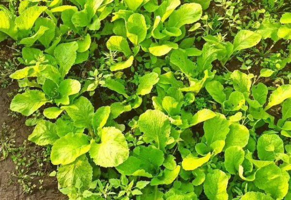 小白菜只长高不长叶子怎么回事