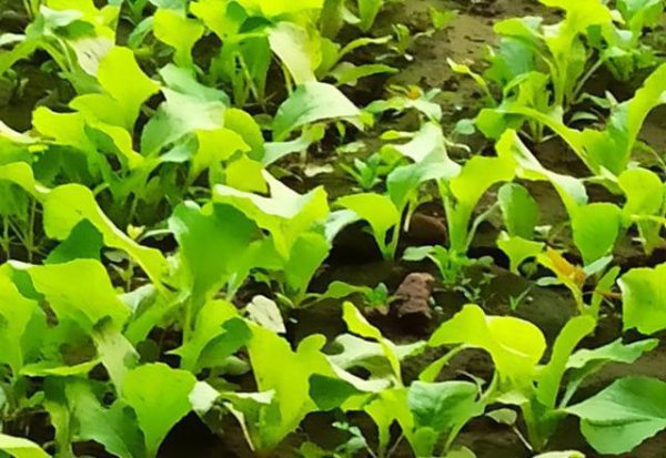 小白菜只长高不长叶子怎么回事