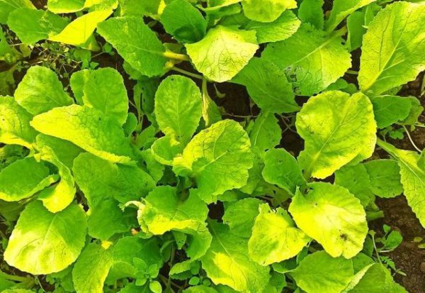 小白菜只长高不长叶子怎么回事