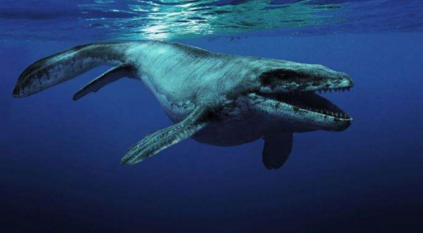 沧龙有多大体型