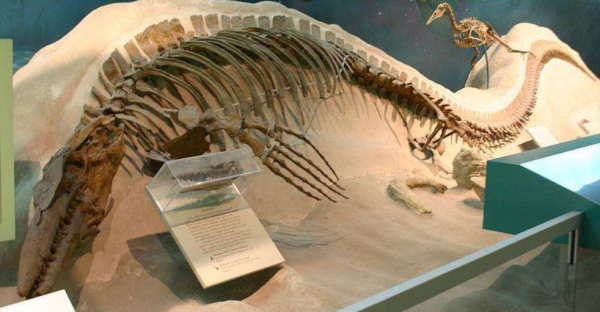 沧龙有多大体型