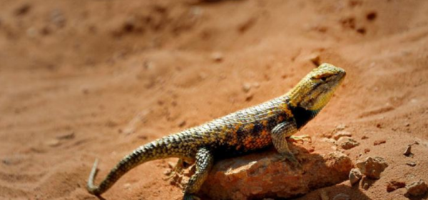 沧龙有多大体型