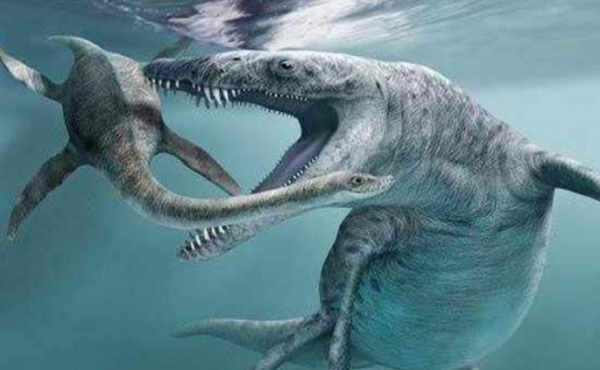 沧龙有多大体型