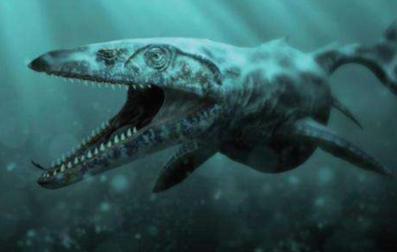 沧龙有多大体型