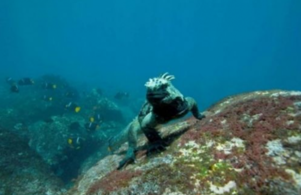 沧龙有多大体型