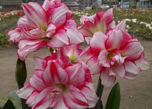 什么时间段给朱顶红施肥最好