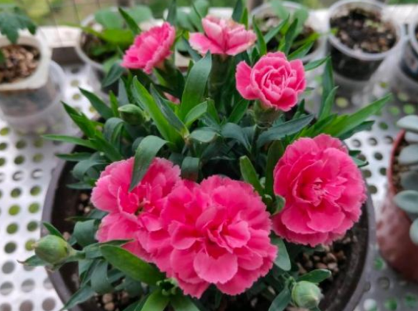 新买的康乃馨怎么养护和浇水