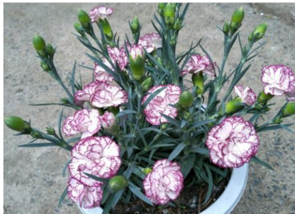 新买的康乃馨怎么养护和浇水