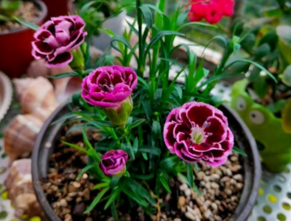 新买的康乃馨怎么养护和浇水