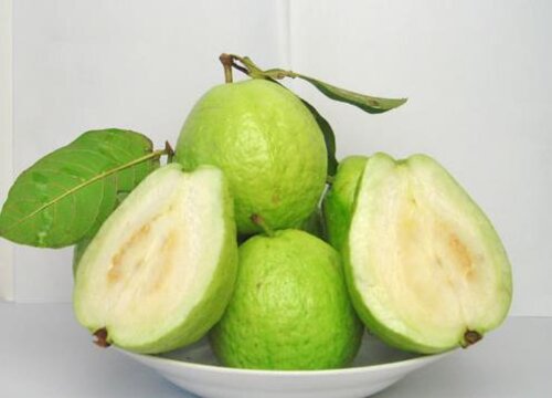 芭乐是热带水果吗