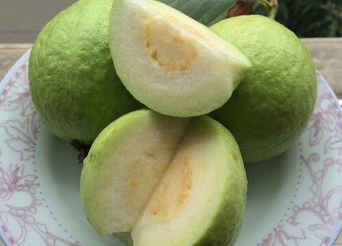 芭乐是热带水果吗