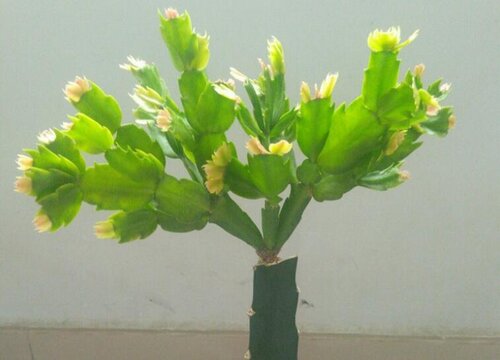 仙人掌嫁接的令箭荷花夏天如何养护