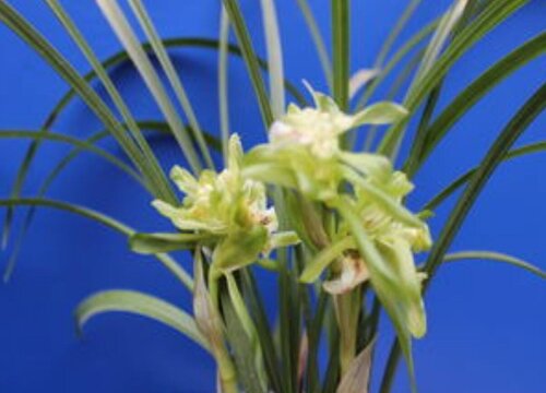 1月份养护兰花需要注意哪些要点